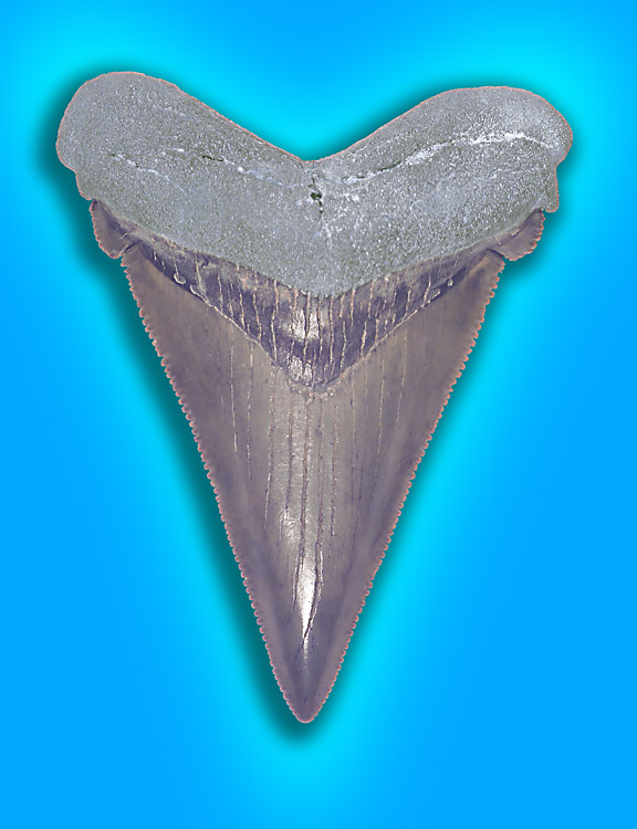 Angustidens Tooth